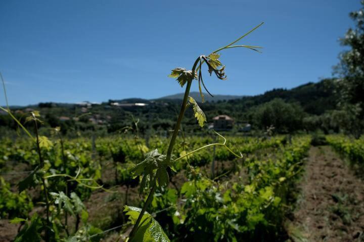 Quinta De Vodra Villa Seia Ngoại thất bức ảnh